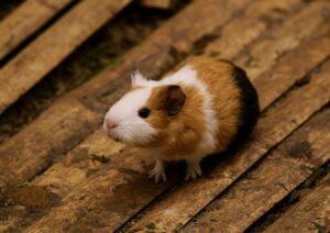 Quanti e quali sono i roditori: il gruppo di mammiferi più numeroso del pianeta