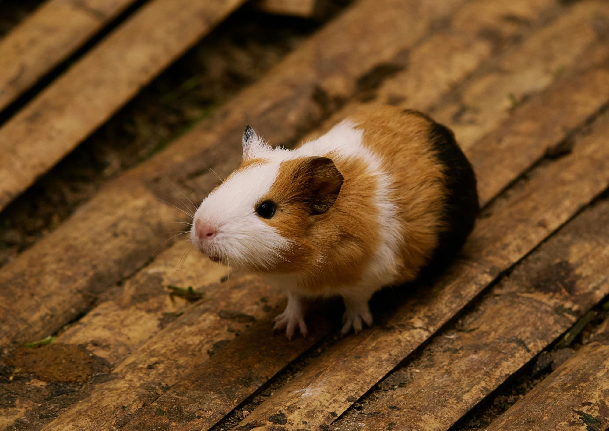 Quanti e quali sono i roditori: il gruppo di mammiferi più numeroso del pianeta