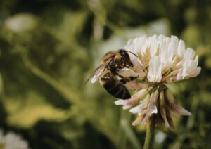 Con la fioritura tornano api e vespe: perché compaiono in primavera e come comportarsi