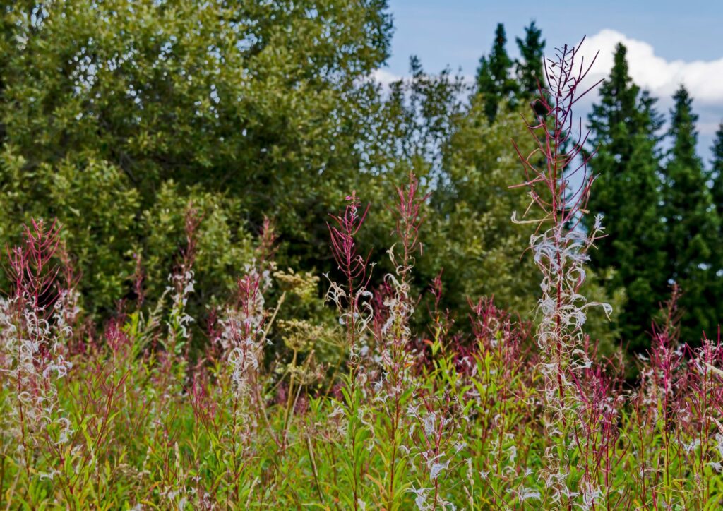 App per riconoscere piante e fiori: la tecnologia aiuta a scoprire la biodiversità