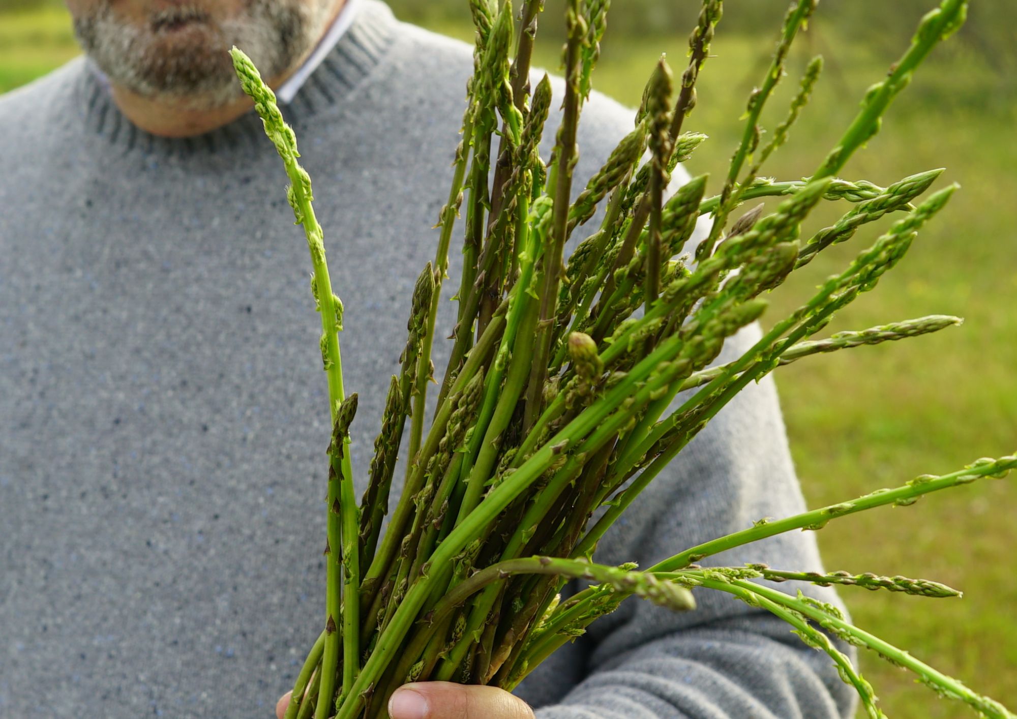 Asparagi protagonisti di primavera: gusto, salute e tradizione in tavola