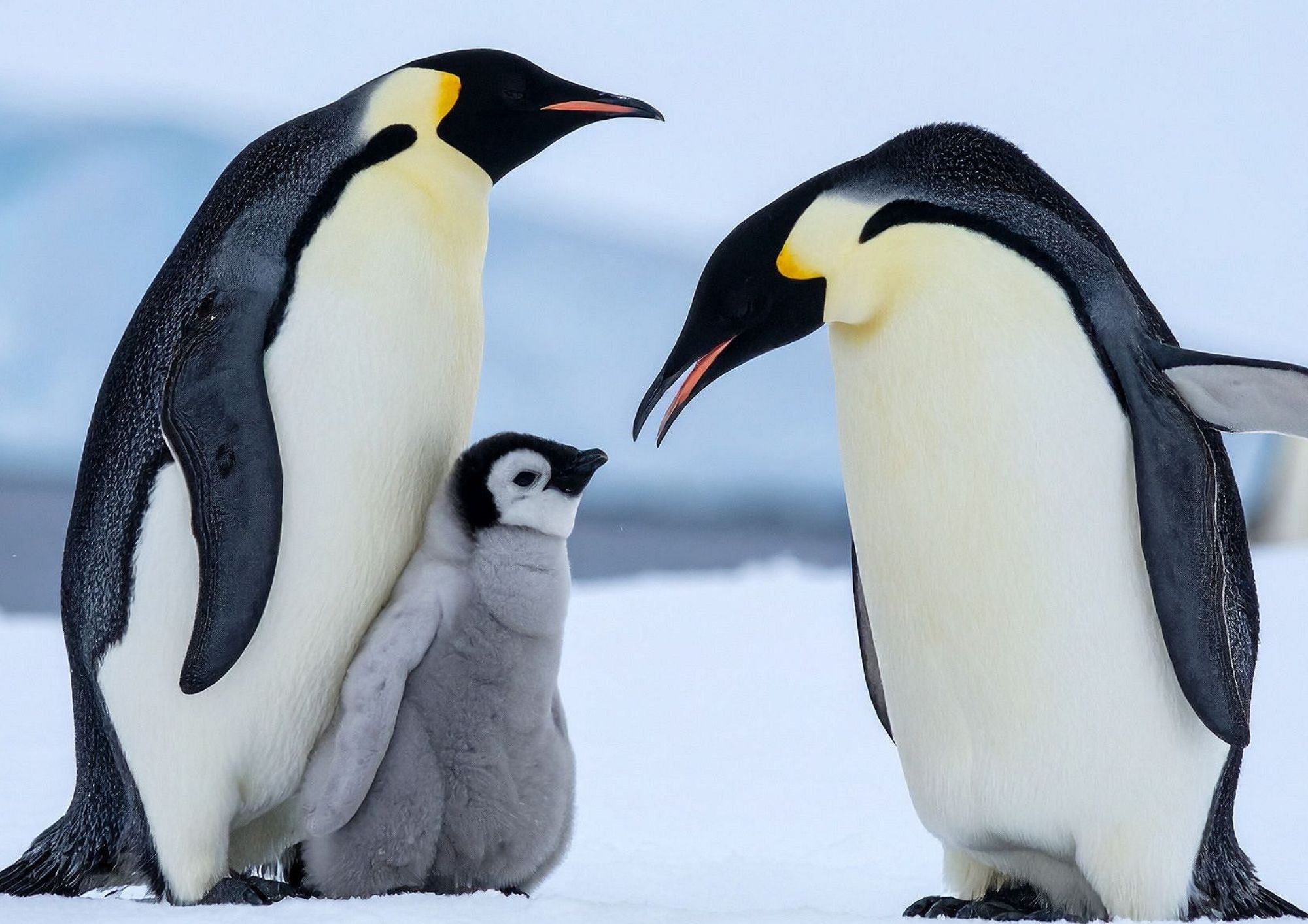 Padri straordinari nel regno animale: dai pinguini ai cavallucci marini, chi si prende cura della prole