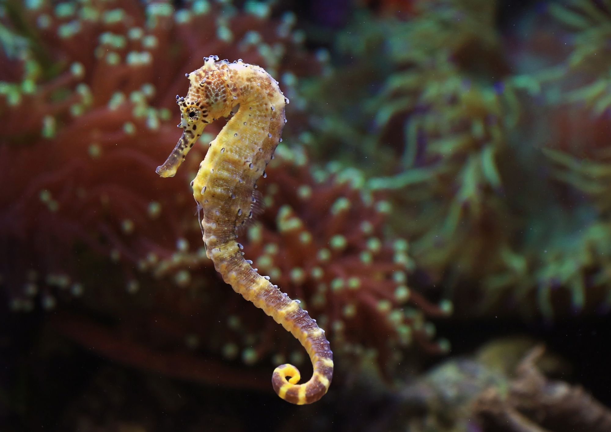 Cavalluccio marino, il padre “incubatore”: una genitorialità unica nei mari del mondo