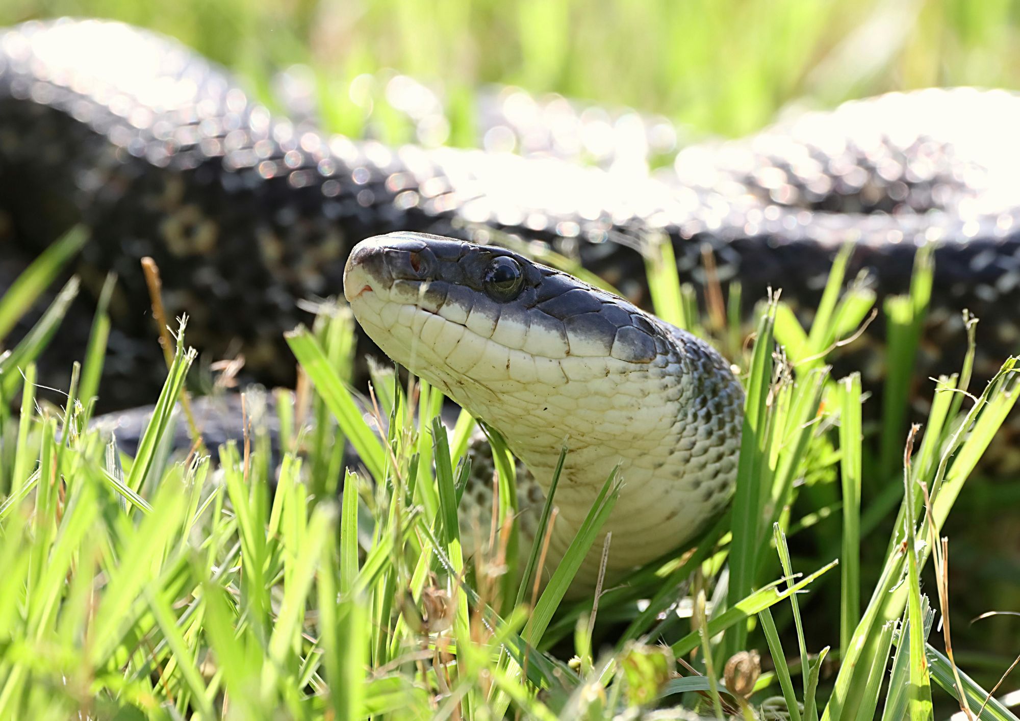 Serpenti: come riconoscere le vipere e perché non vanno mai uccisi