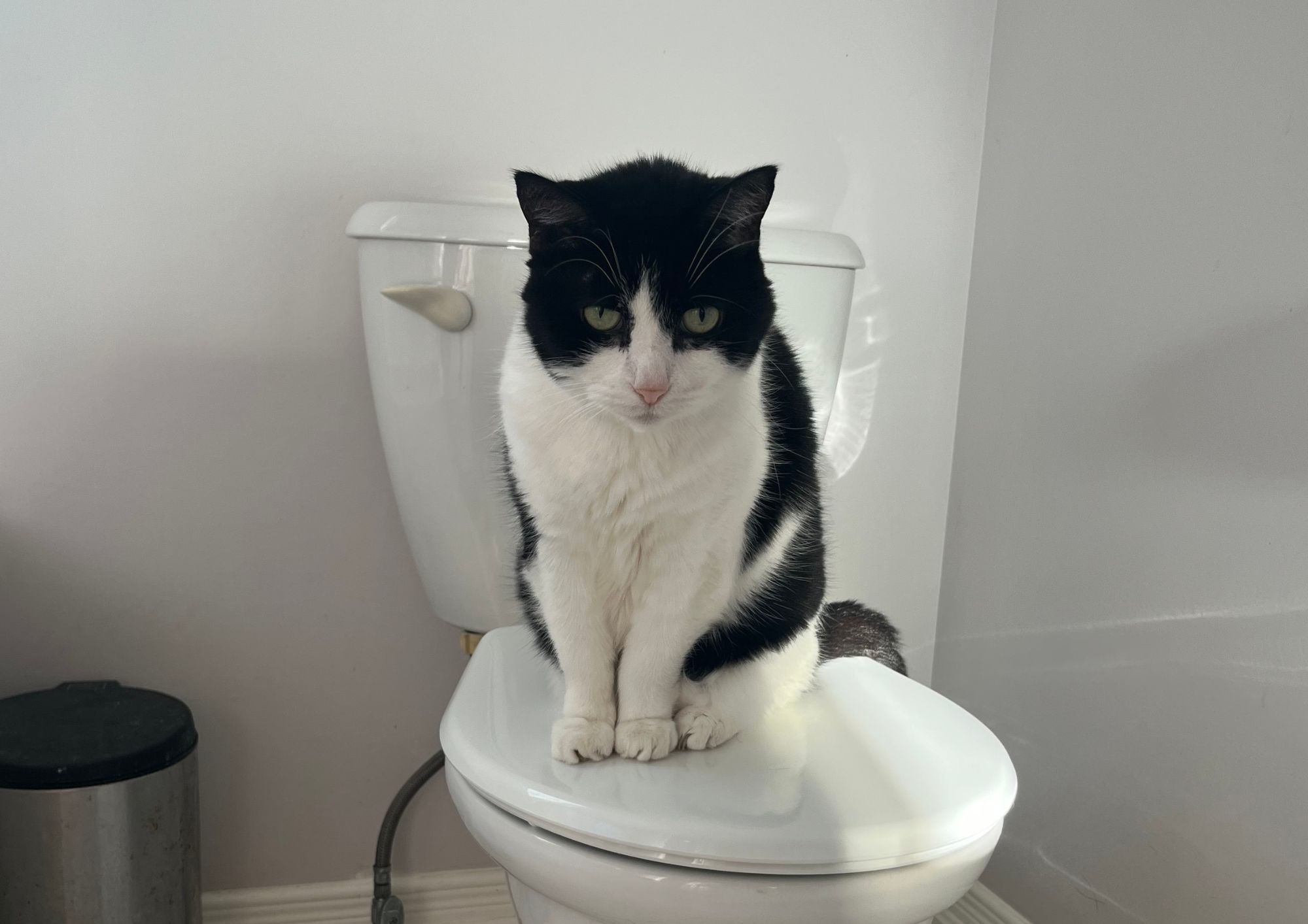 Comportamento animale, il gatto che segue il padrone in ogni camera: perché lo fa?