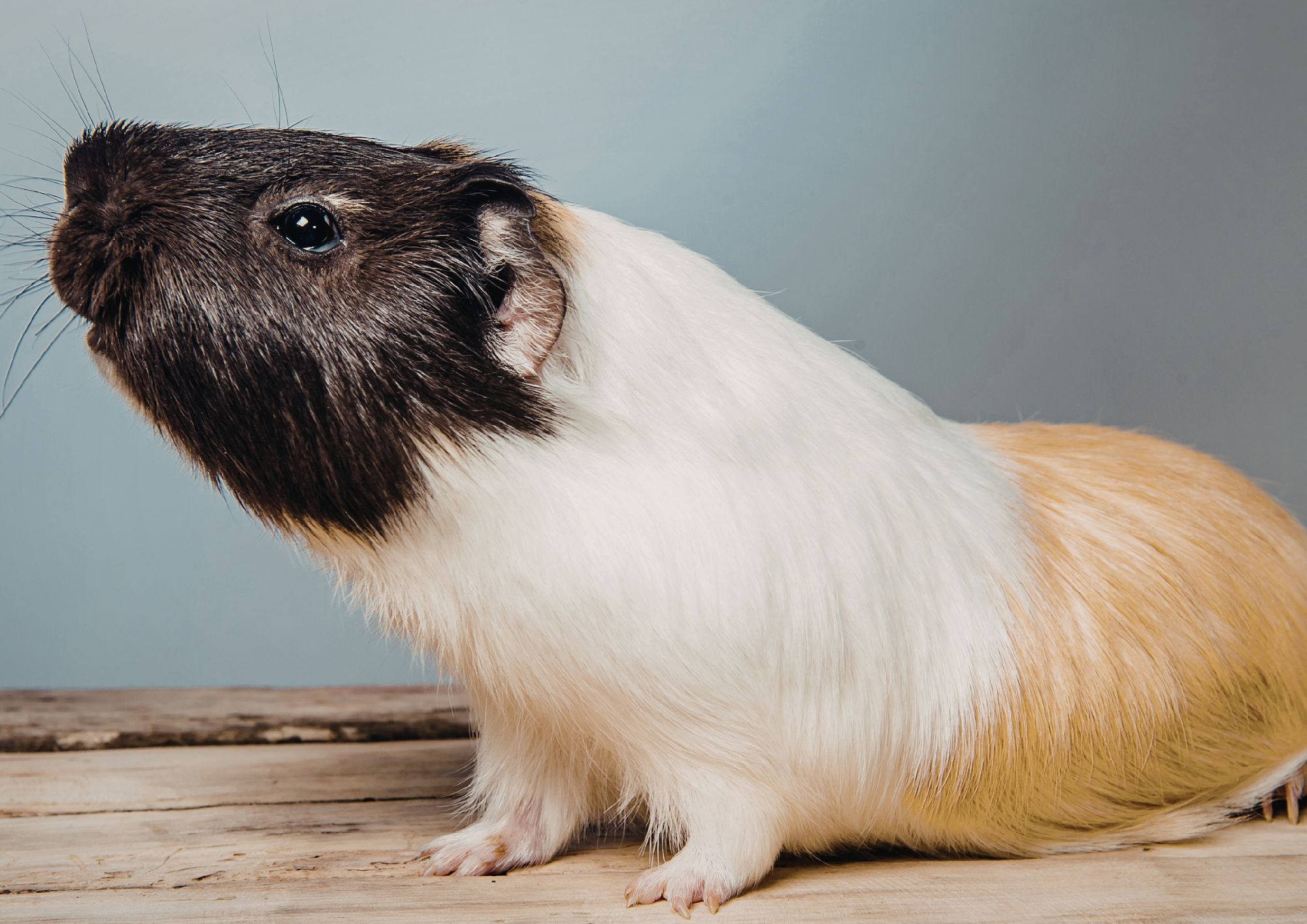 Svizzera, vietato tenere un porcellino d’India da solo: la legge tutela la socialità degli animali