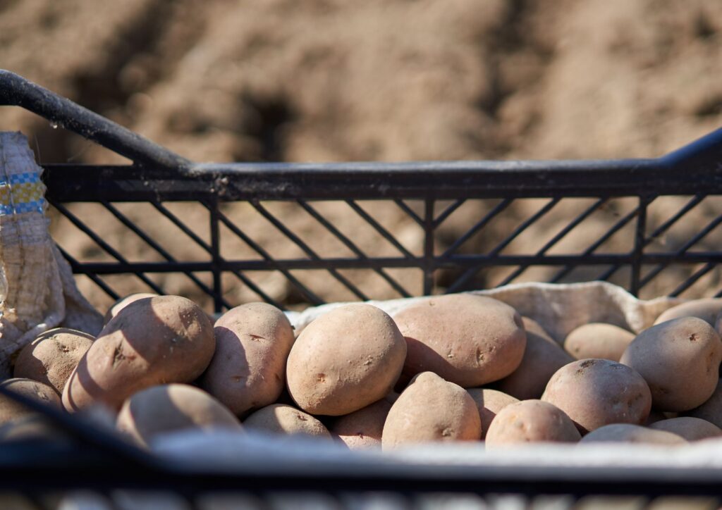 Patate, è il momento di piantarle: calendario, temperature e tecniche per un raccolto abbondante