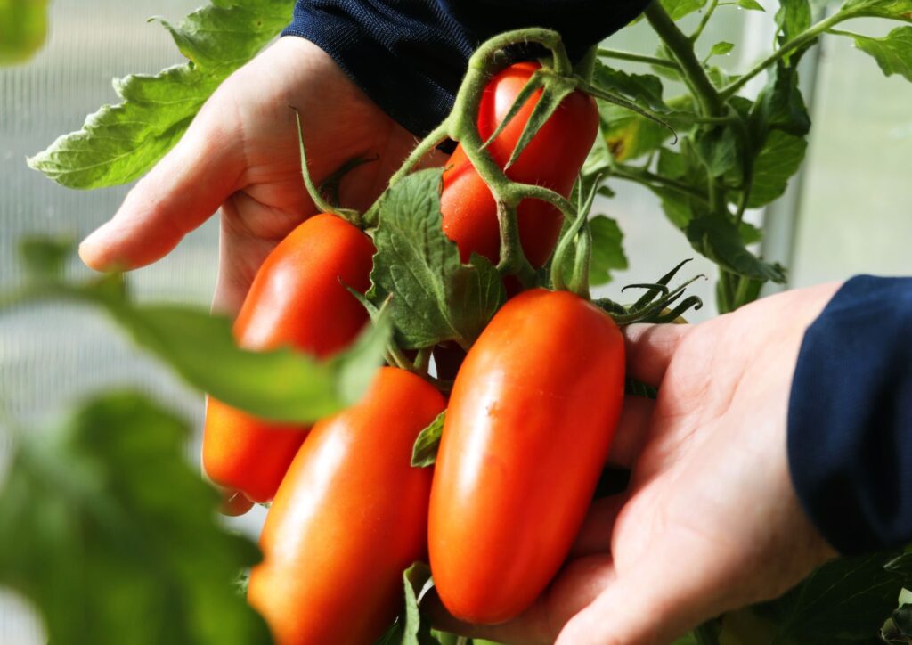 San Marzano, il pomodoro che racconta il Sud Italia