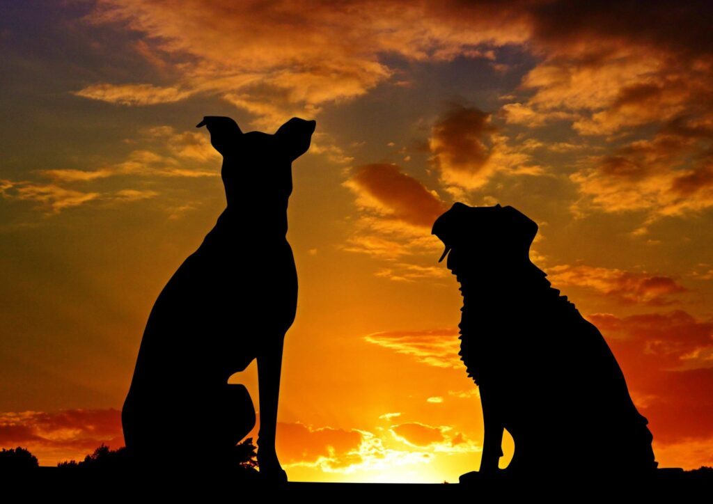 Sette cani fuggono dal camion e tornano a casa: la storia che racconta istinto, legame e sopravvivenza