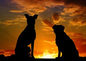 Sette cani fuggono dal camion e tornano a casa: la storia che racconta istinto, legame e sopravvivenza