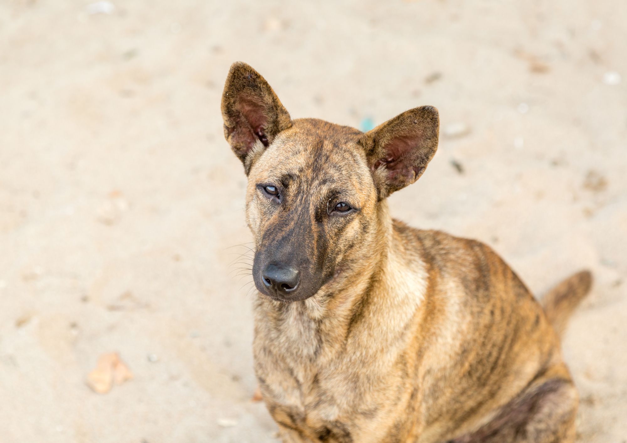 Animali: cosa fare se trovi un animale abbandonato o in difficoltà per strada