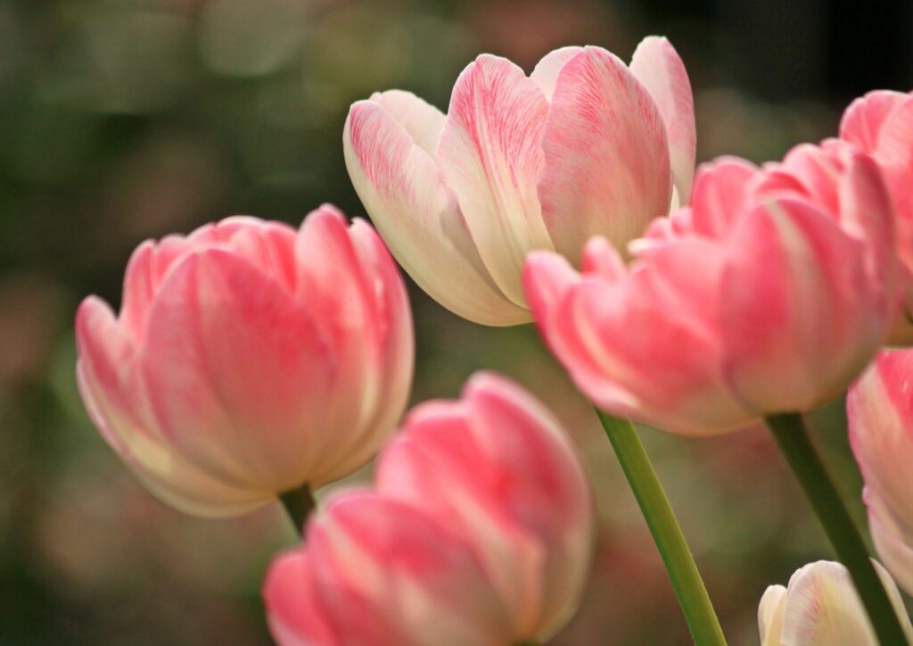 Fiori di marzo e aprile: le coltivazioni che guidano la primavera dei fiorai in Italia