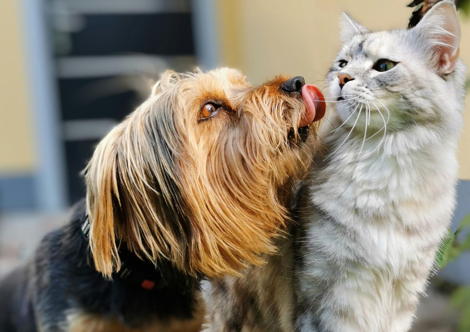 Cane e gatto in casa: differenze di comportamento, abitudini e relazione con l’uomo