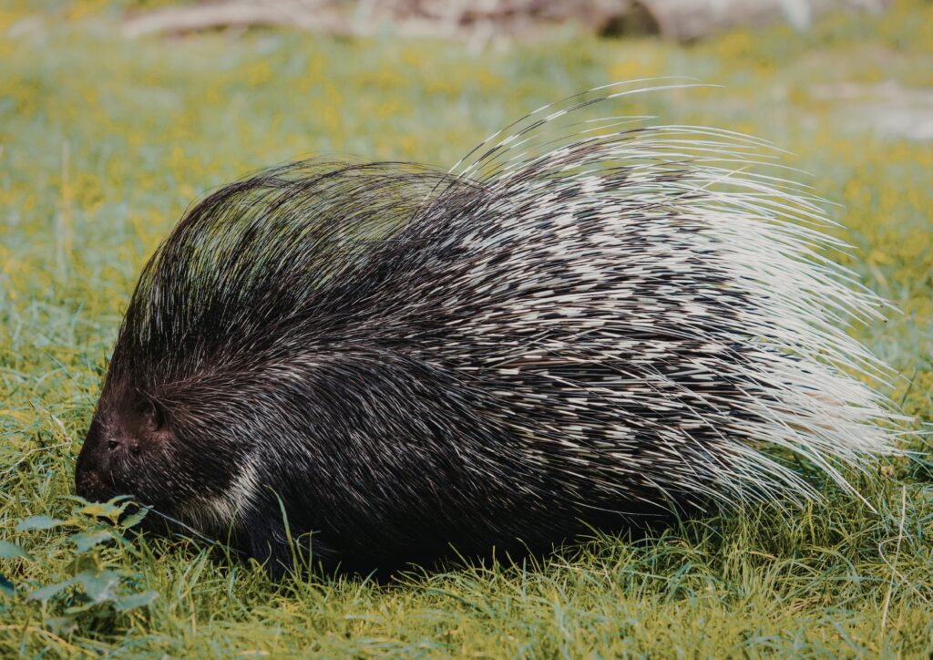 Istrice, il grande roditore degli ecosistemi italiani: caratteristiche, habitat e ruolo