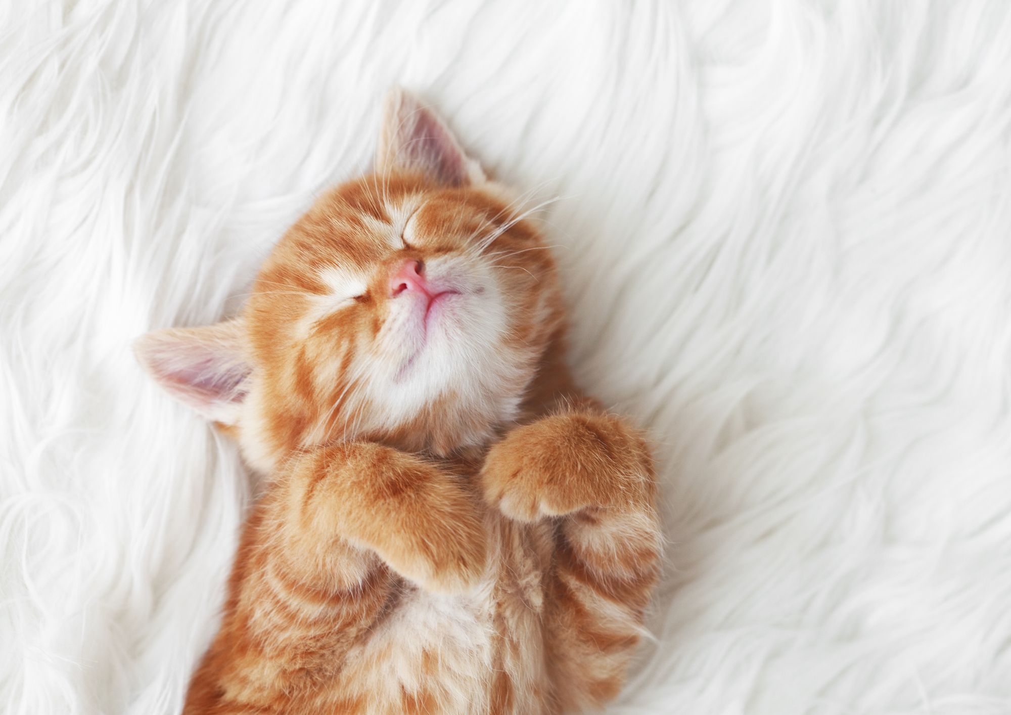 Gatti e linguaggio del corpo: cosa ci dicono le loro posizioni