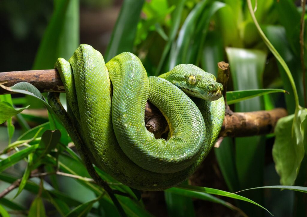 I rettili più particolari e affascinanti un viaggio tra colori e forme straordinarie