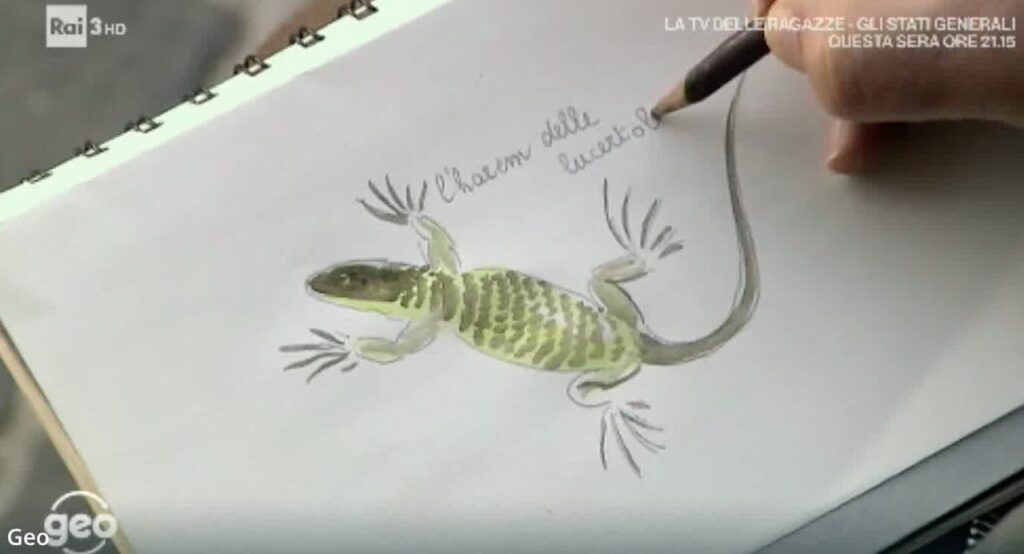 Morigerati, le lucertole sorprendono con harem e comportamenti inaspettati