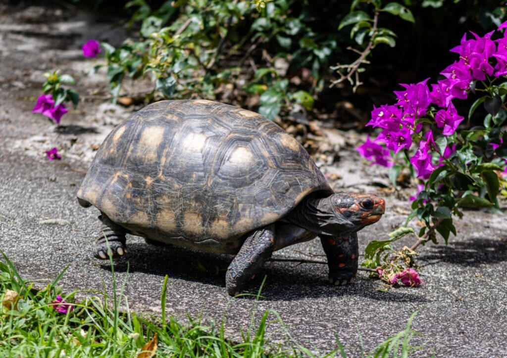 Posso tenere rettili in casa? Normativa, rischi e consigli