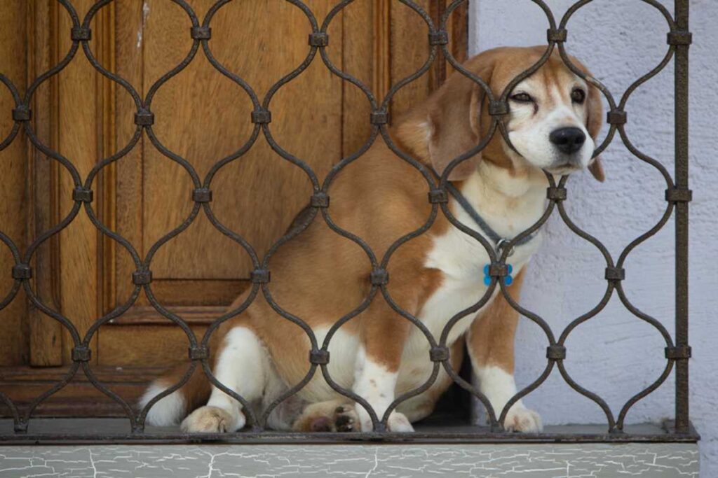 Animali in condominio: regole e diritti dei proprietari