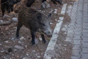 Salerno, allarme cinghiali: protezione civile e asl in azione al rione Petrosino