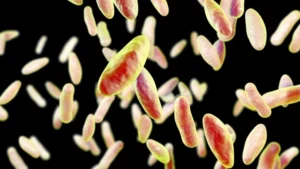 Brucellosi bufalina in Campania, scesi focolai e abbattimenti