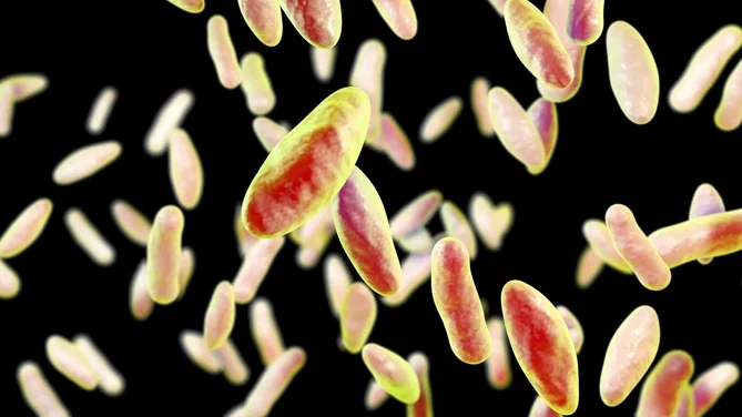 Brucellosi bufalina in Campania, scesi focolai e abbattimenti