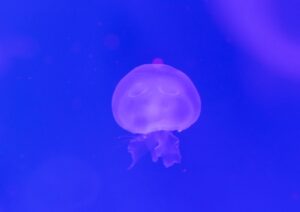 Il segreto della longevità animale: chi detiene il record tra le specie