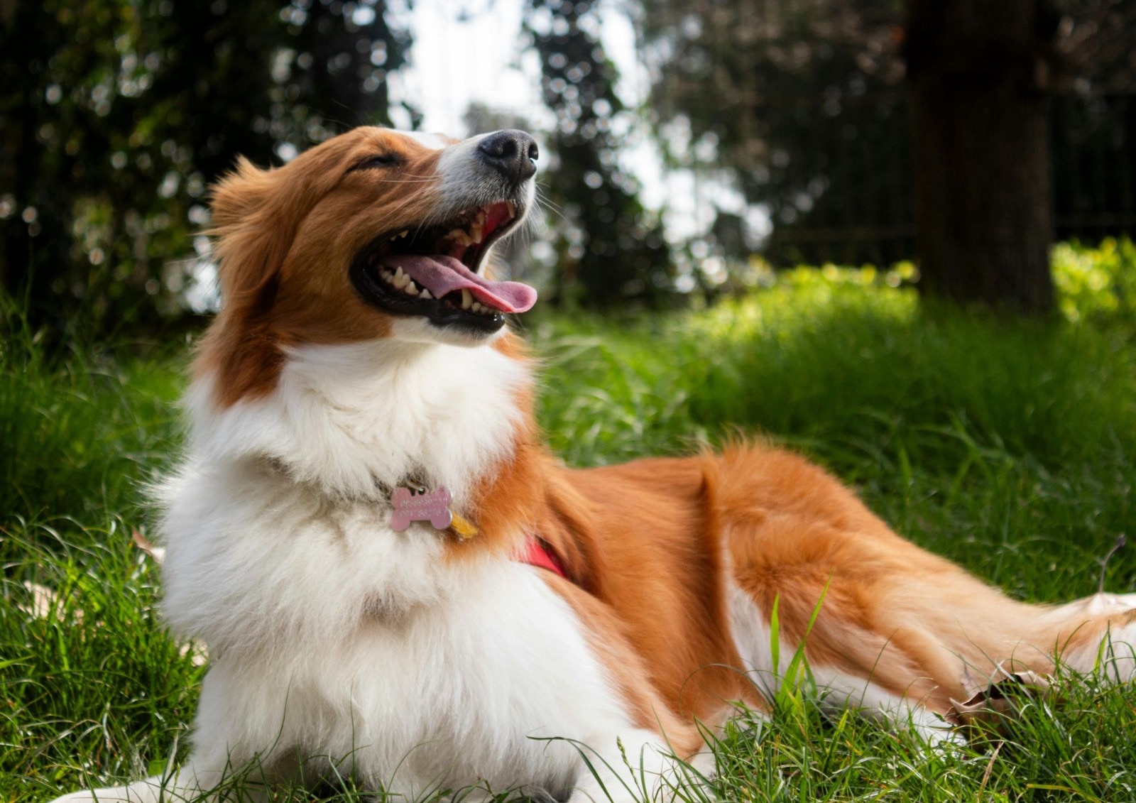 Quante razze di cane esistono nel mondo: guida aggiornata alla biodiversità canina