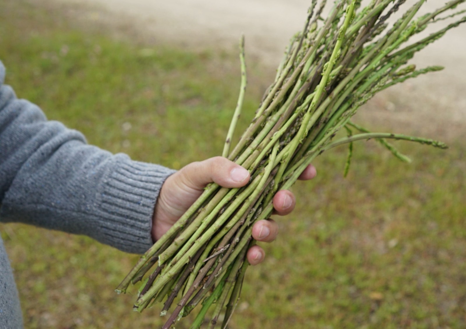 Asparagi selvatici, il rito della raccolta primaverile tra natura e tradizione