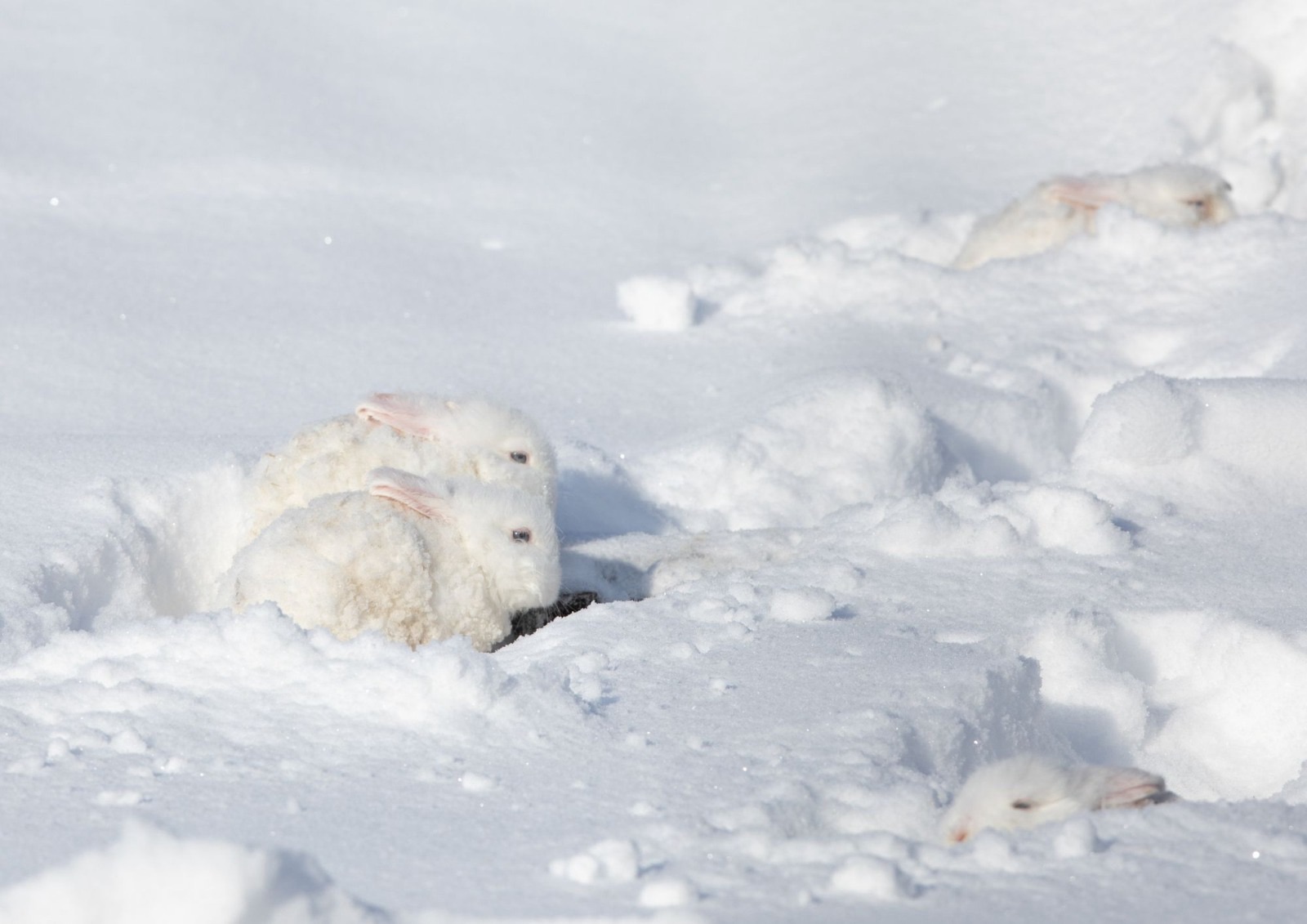 Lepre artica, adattamento estremo tra i ghiacci del Nord