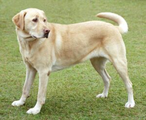 Labrador Retriever: una delle razze canine più diffuse al mondo