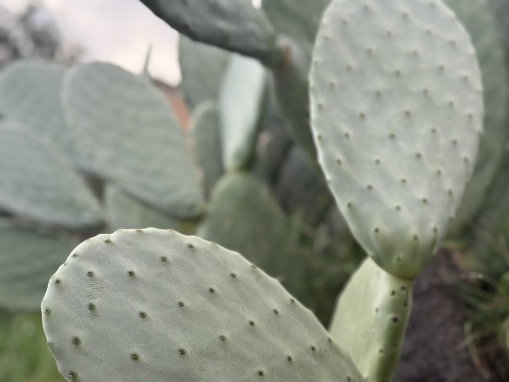 La pala del fico d’India in cucina, non solo il frutto: ricette e tradizione mediterranea