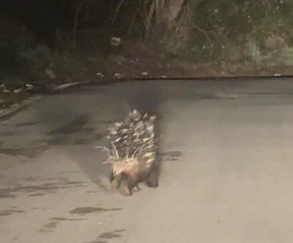 Morigerati, avvistato esemplare di istrice nel Parco del Cilento