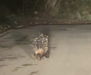 Morigerati, avvistato esemplare di istrice nel Parco del Cilento