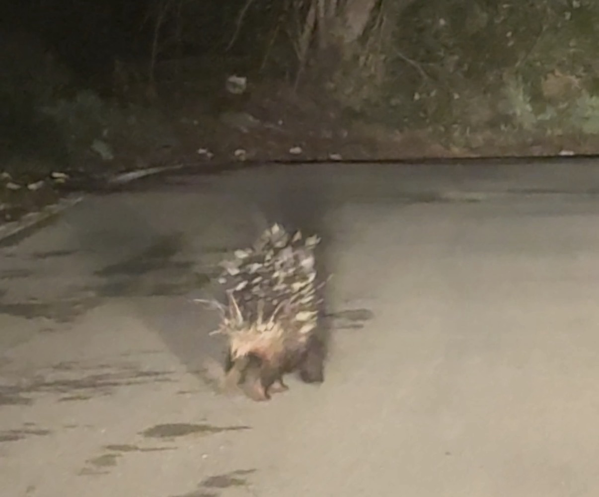 Morigerati, avvistato esemplare di istrice nel Parco del Cilento