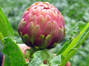 Dal tondo di Paestum al bianco di Pertosa: viaggio nei carciofi della Campania