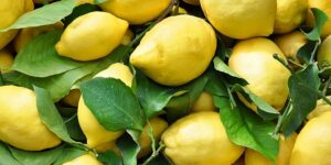 Agricoltura: dai limoni della Costiera ai mandarini, il patrimonio degli agrumi della Campania