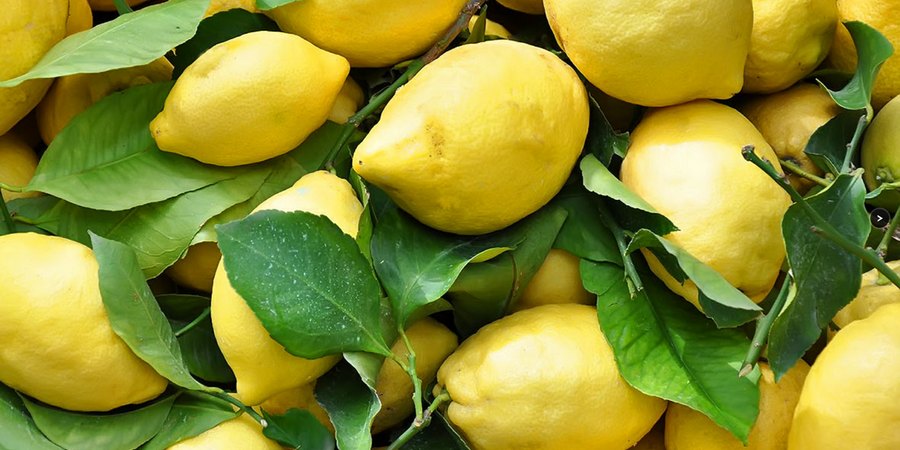 Agricoltura: dai limoni della Costiera ai mandarini, il patrimonio degli agrumi della Campania