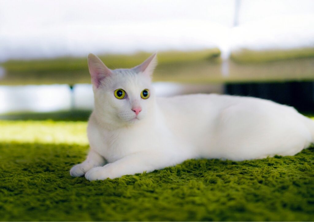 Gatti bianchi e gatti di altri colori: esistono davvero differenze?