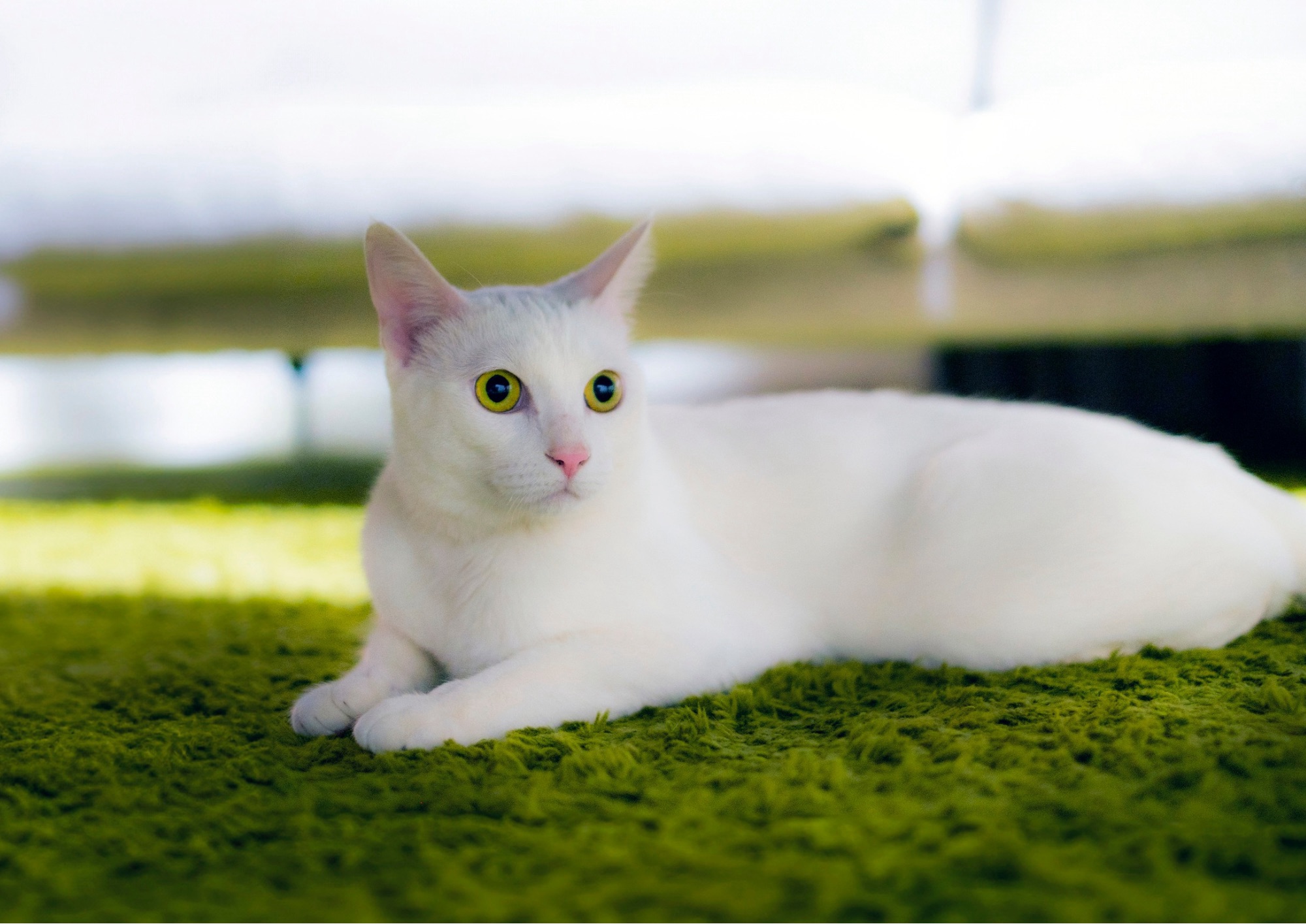 Gatti bianchi e gatti di altri colori: esistono davvero differenze?