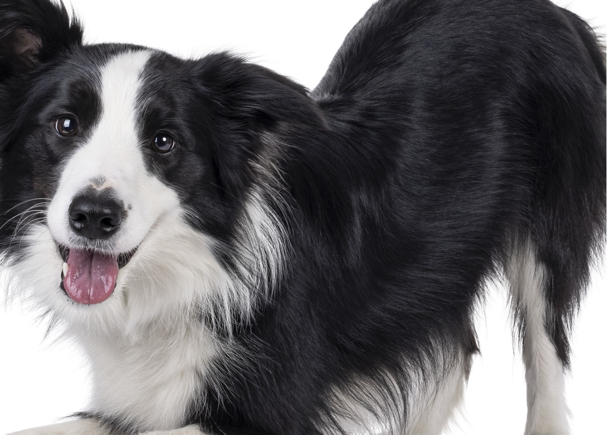 Razze canine che richiedono maggiore attenzione e cura