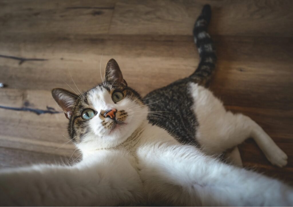 Primavera e gatti: come cambiano le abitudini e come gestire il pelo