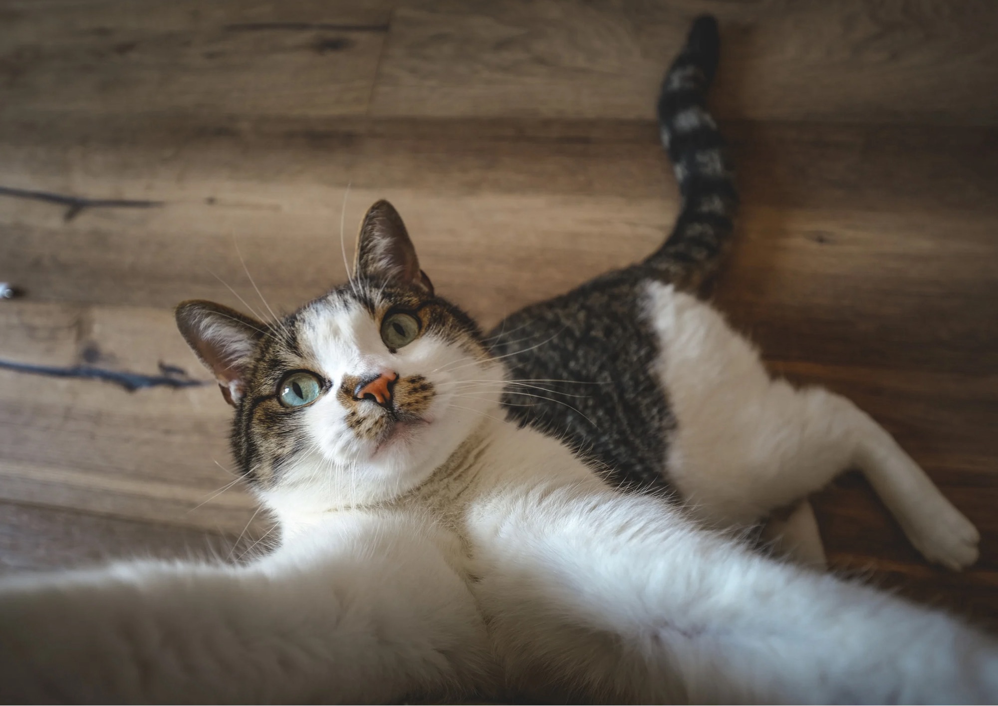 Primavera e gatti: come cambiano le abitudini e come gestire il pelo