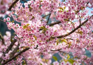Primavera in fiore nel Sud Italia: ad aprile esplode la fioritura di alberi e piante ornamentali e da frutto