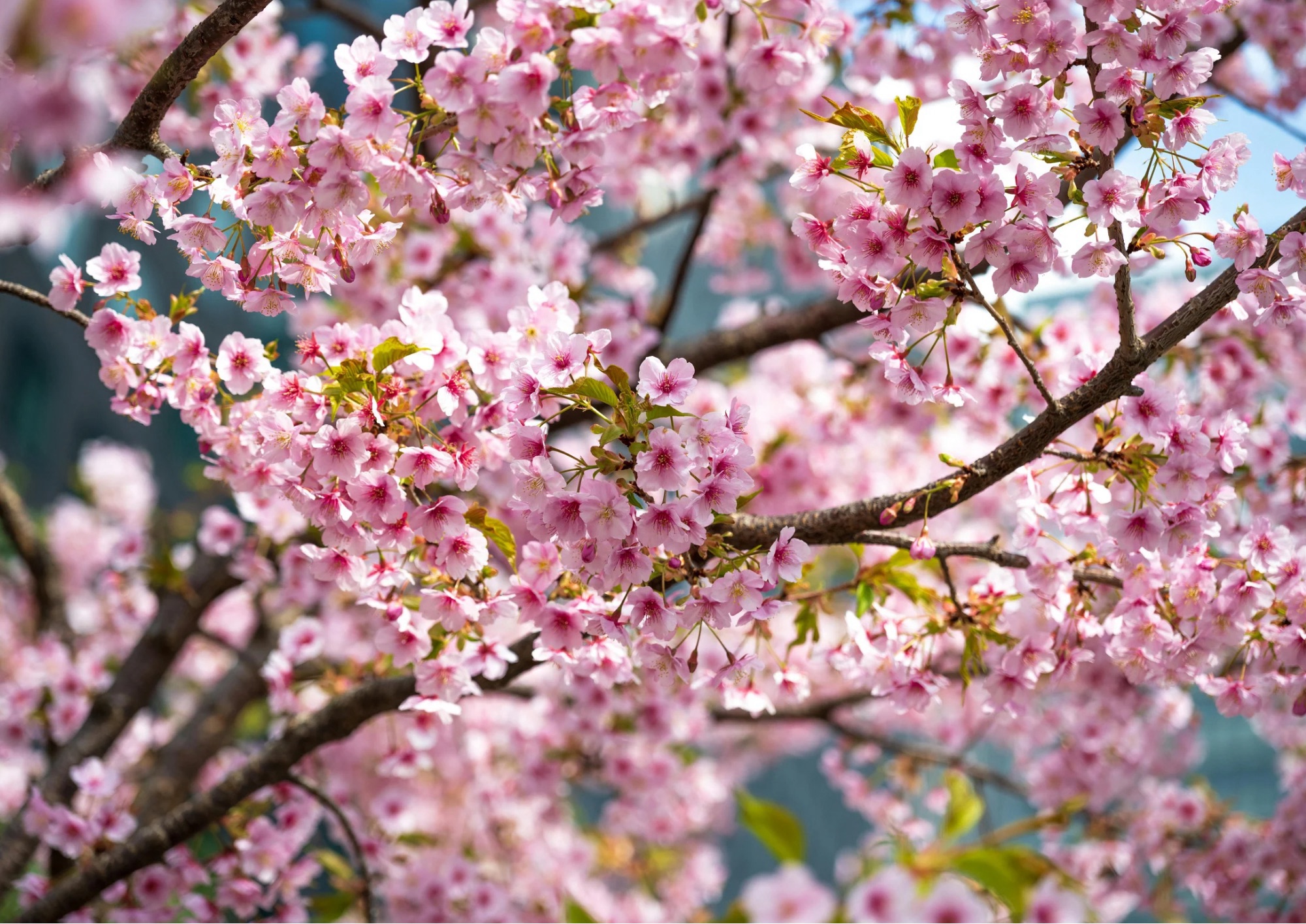 Primavera in fiore nel Sud Italia: ad aprile esplode la fioritura di alberi e piante ornamentali e da frutto