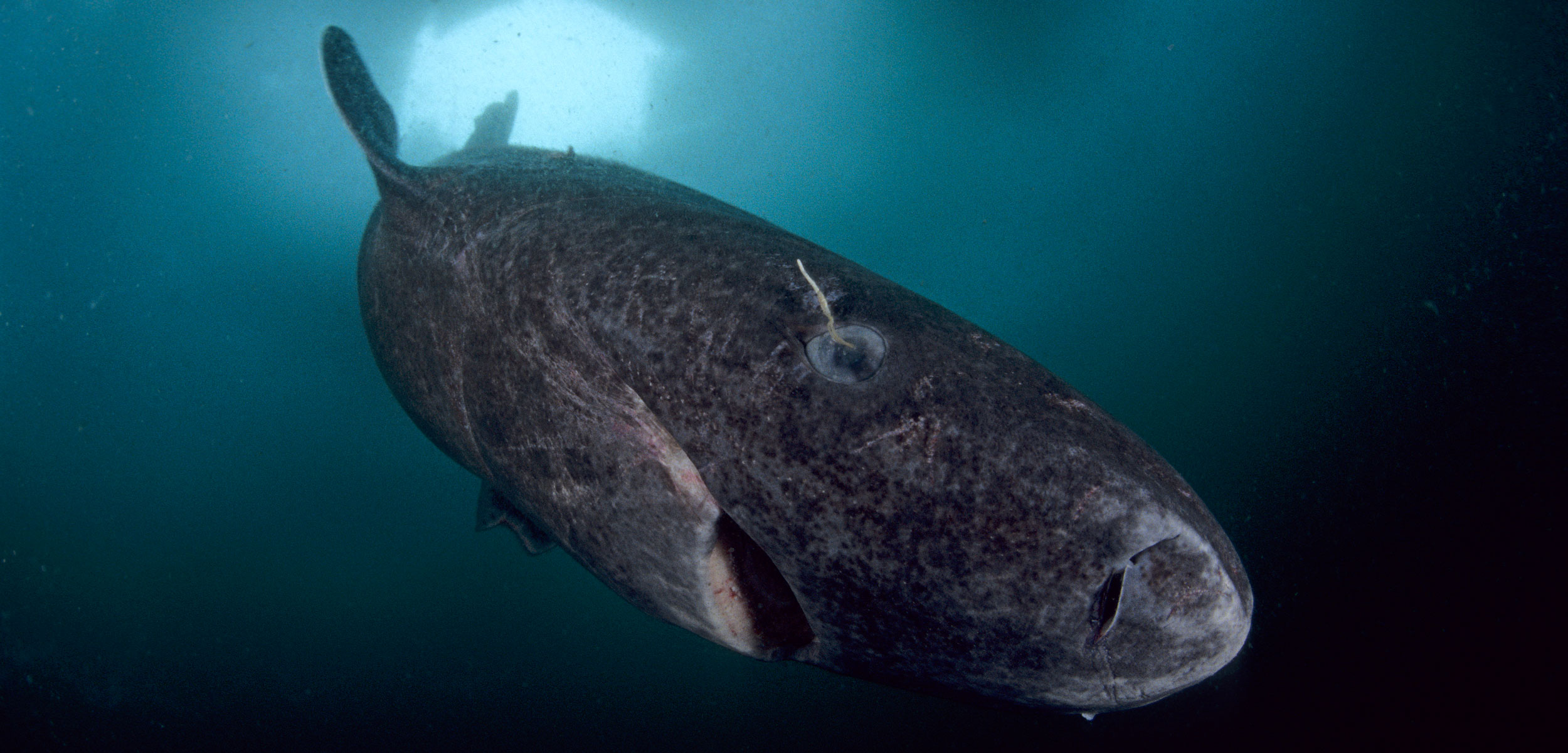 Animali: dallo squalo della Groenlandia alla Effimera: record di vita tra specie