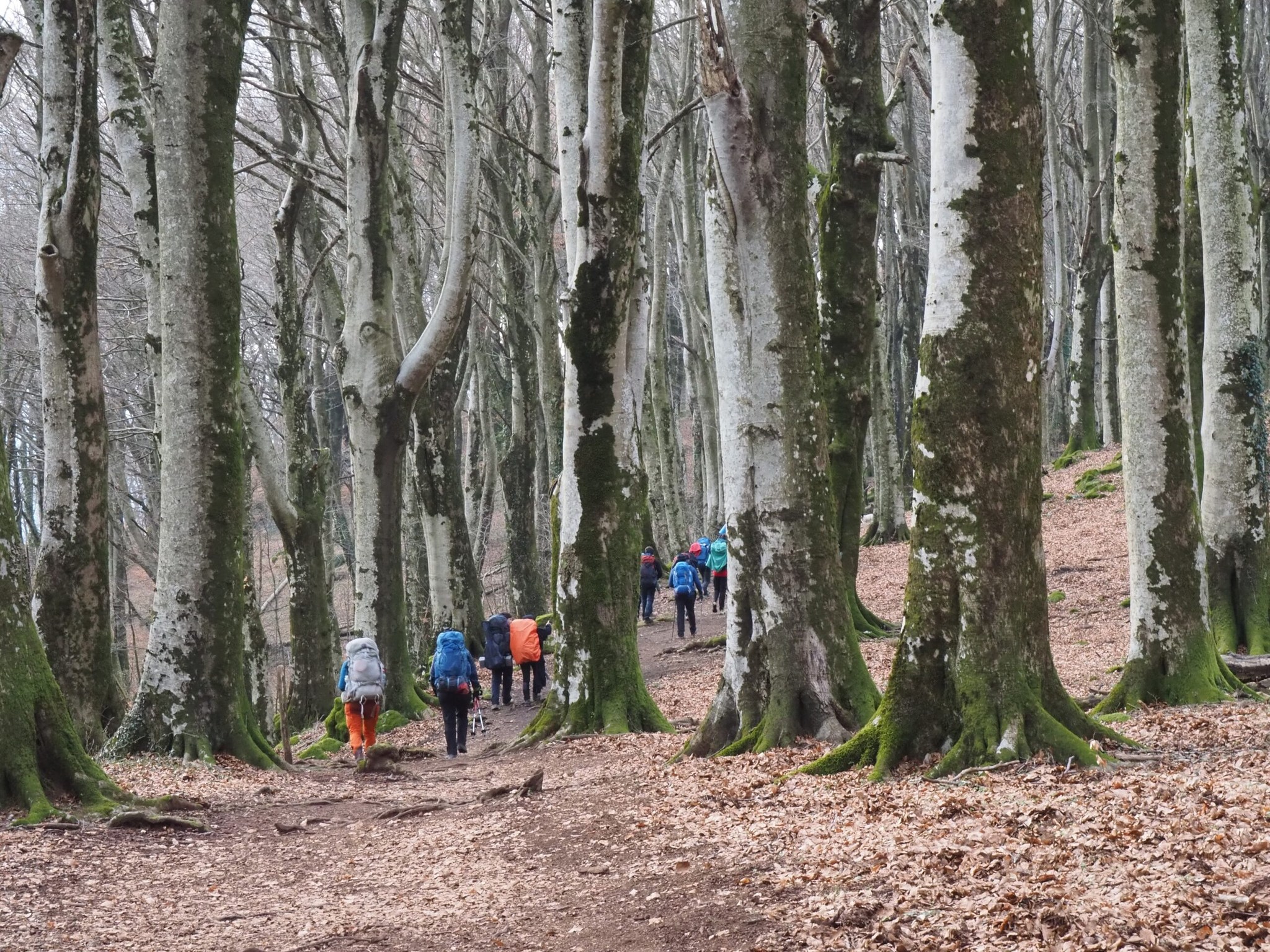 Strade Maestre in Cilento: studenti a fine marzo sul Cammino di San Nilo