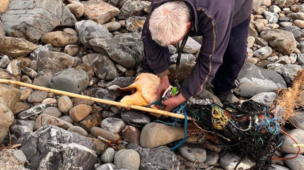 Cilento, tartaruga ferita salvata tra Casalvelino e Pioppi: ora lotta per sopravvivere