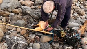 Cilento, tartaruga ferita salvata tra Casalvelino e Pioppi: ora lotta per sopravvivere