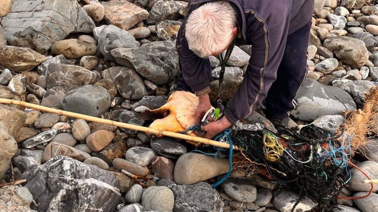 Cilento, tartaruga ferita salvata tra Casalvelino e Pioppi: ora lotta per sopravvivere